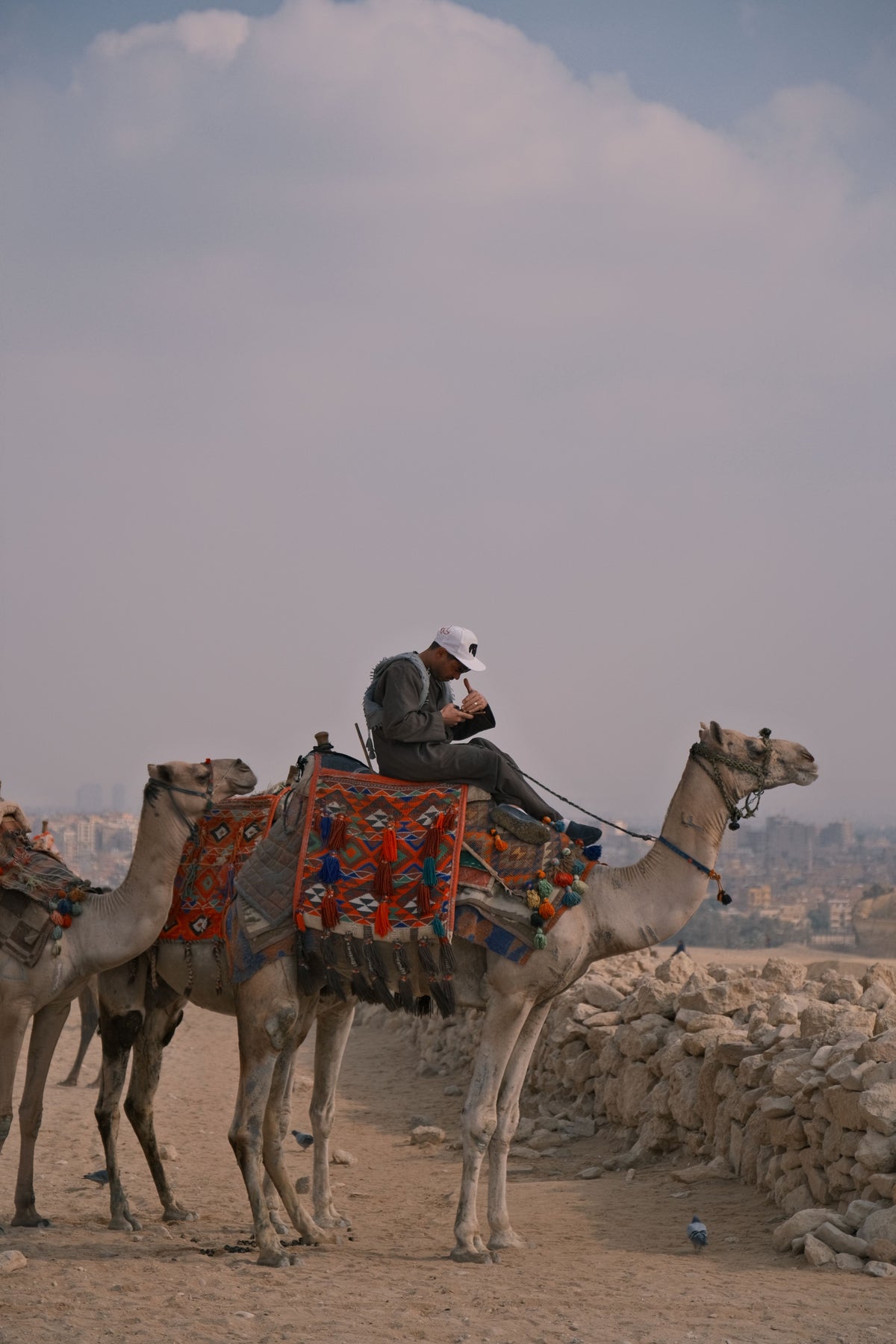 Tourist riding a camel in front of the Giza Pyramids